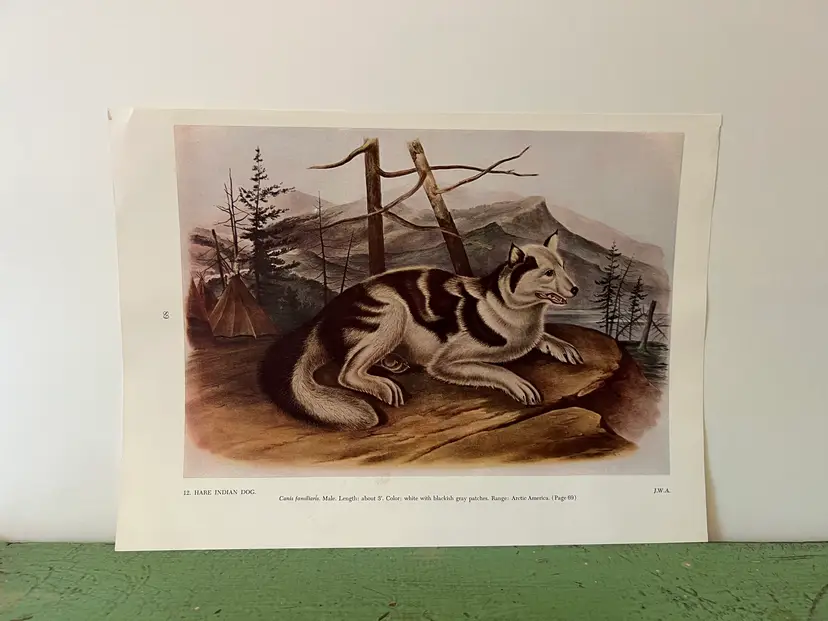 HARE INDIAN DOG Vintage Audubon North America Print. 1951 Full Color 12 x 8.5"