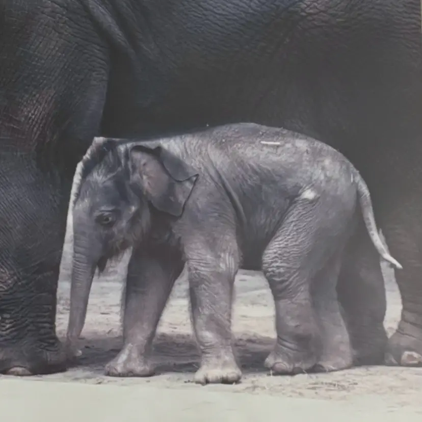 Vintage Tundi Asian Elephant Framed Photo Zoo Baby Emmett By Daniel R Stevenson