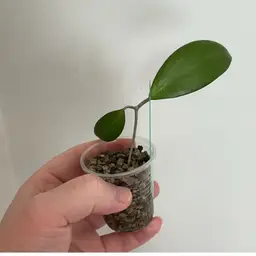 Hoya MB1173 ‘Penny Candy’ (Green)