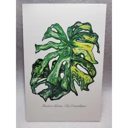 Monstera deliciosa 'Thai Constellation' - Plant Postcards – Monsteras