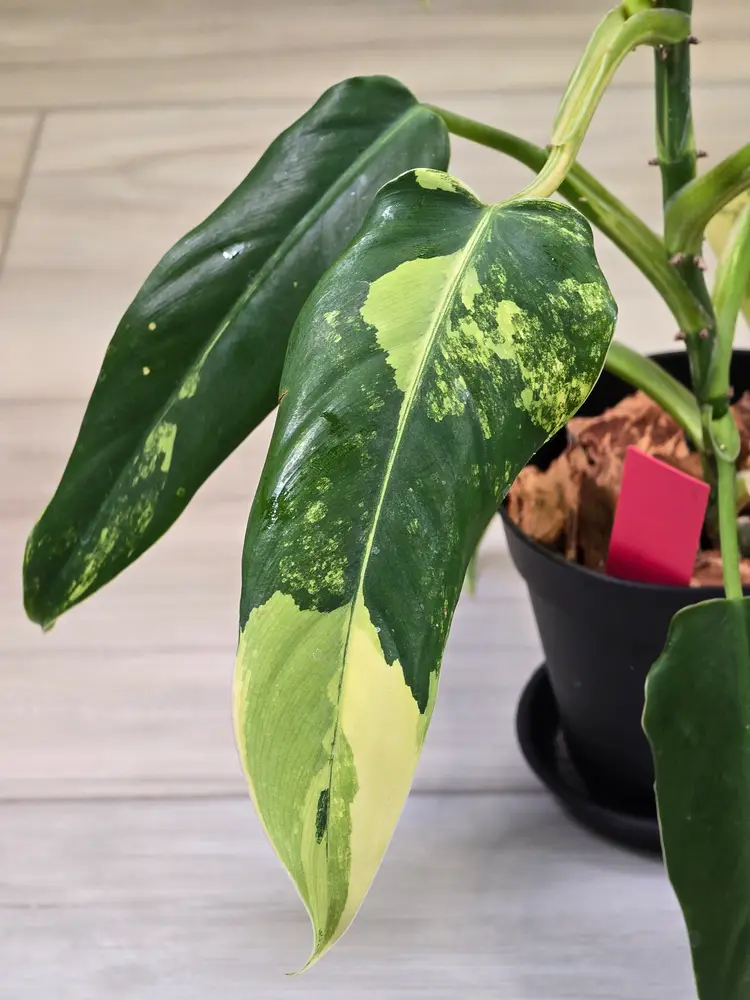 Philodendron Domesticum Variegated #8