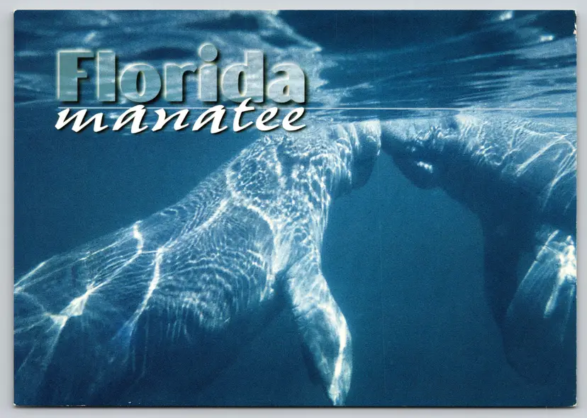 Postcard Florida Manatee Trichechus manatus Sea Cow  -  10482