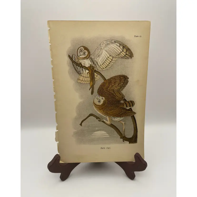 “Barn Owl”, c. 1890, Color Plate Engraving, Plate 17, From An Antique Book
