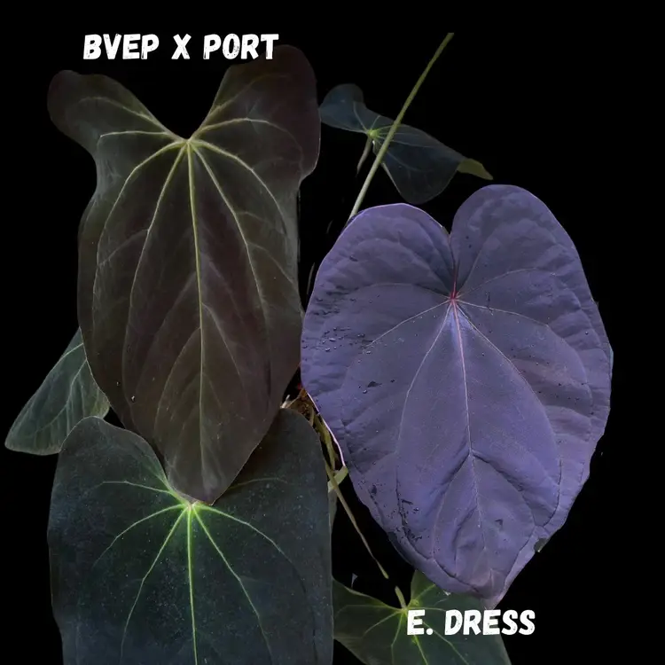BVEP Port X E Dress Seedlings