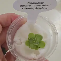 Pinguicula agnata 'True Blue' x hemiepiphytica