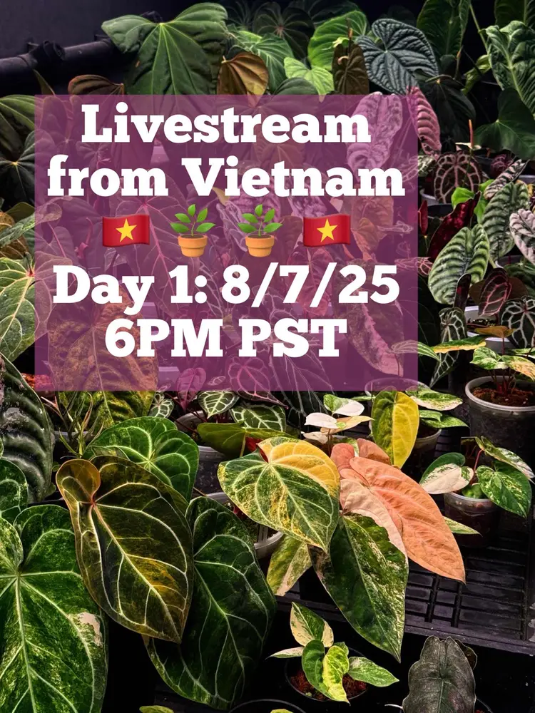 Live sale From Vietnam