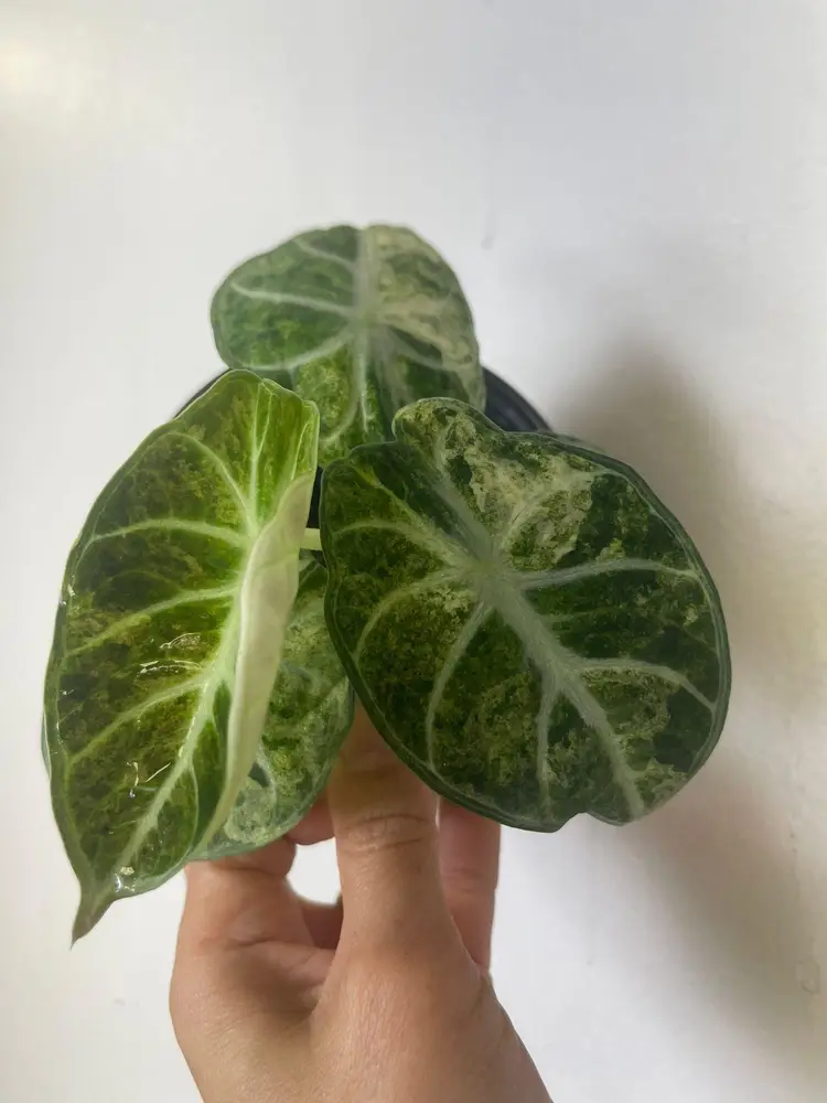 Alocasia ninja variegated 4”