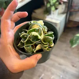 Variegated Hoya Rope