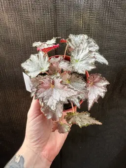 1216 | 4” Begonia Silver Mist