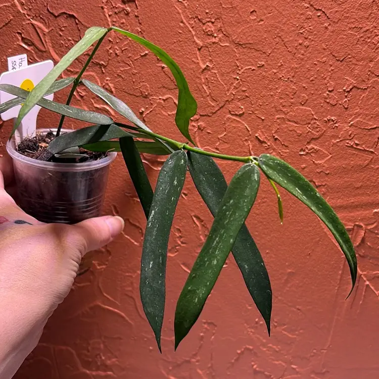 107 Hoya pandurata ssp angustifolia