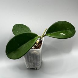 Hoya skinneriana