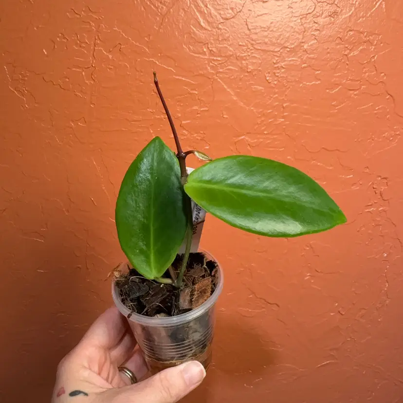 05 Hoya sp Zamboanga del Norte