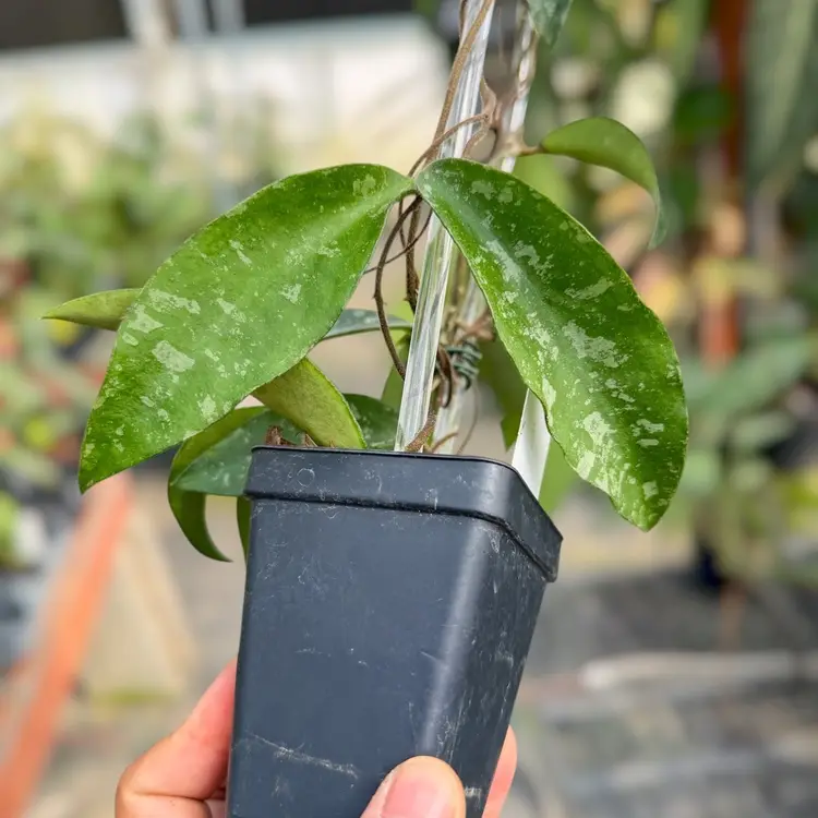 PS0123 - Hoya phuwuaensis