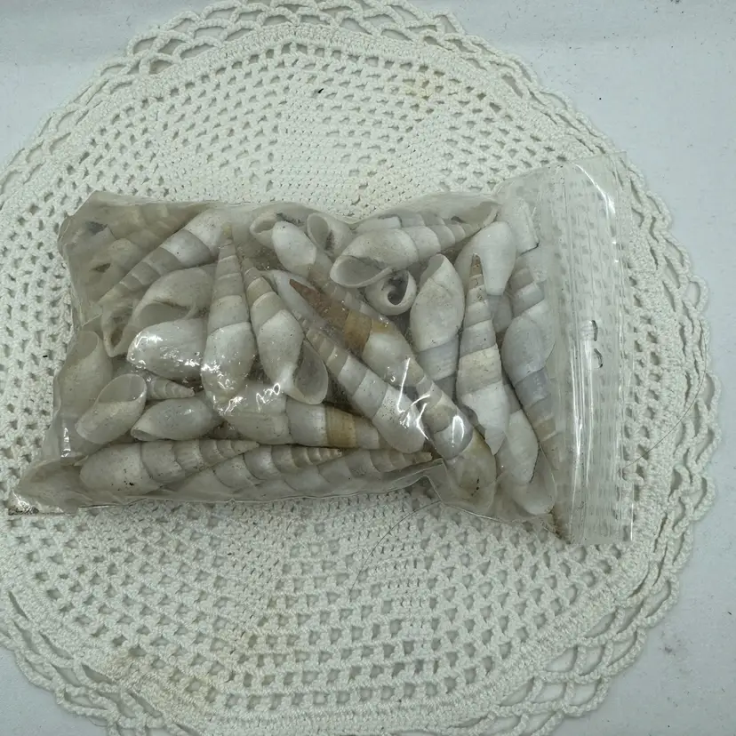 Baggie Of Spiral Seashells
