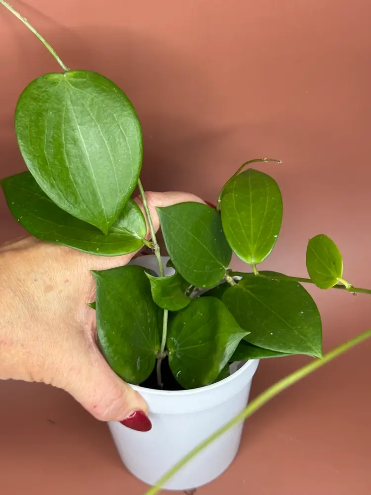 MB1379 (nicholsoniae x Aldrichii)