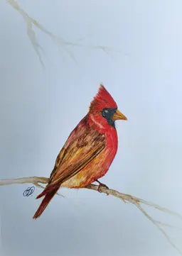 Cardinal Original Watercolor Painting Signed By The Artist 5x7