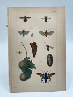 Plate VIII - Original Steel Plate Colored Book Page Print, 1862, Insects