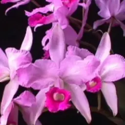 Cattleya lawrenceana 'Prolific' x self