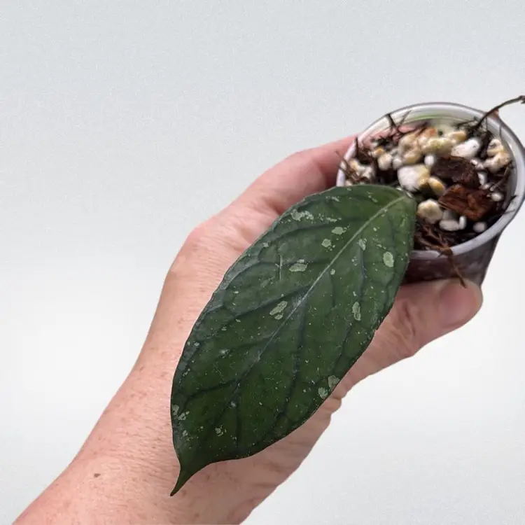 13- Hoya Tanggamus OG