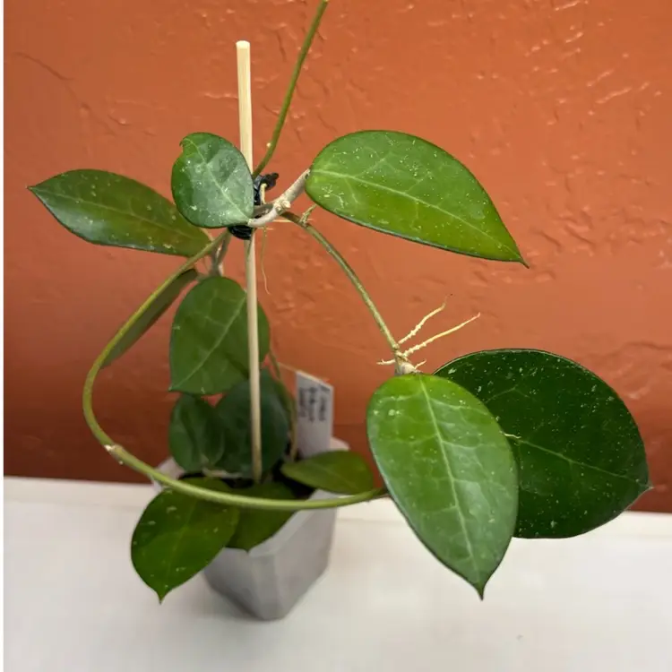 744 Hoya MA03 sp Anjuk Ladang