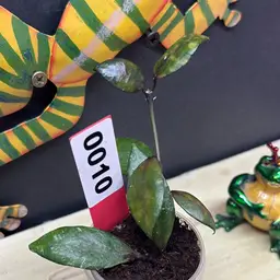 10 Hoya lacunosa
'Black Inferno'