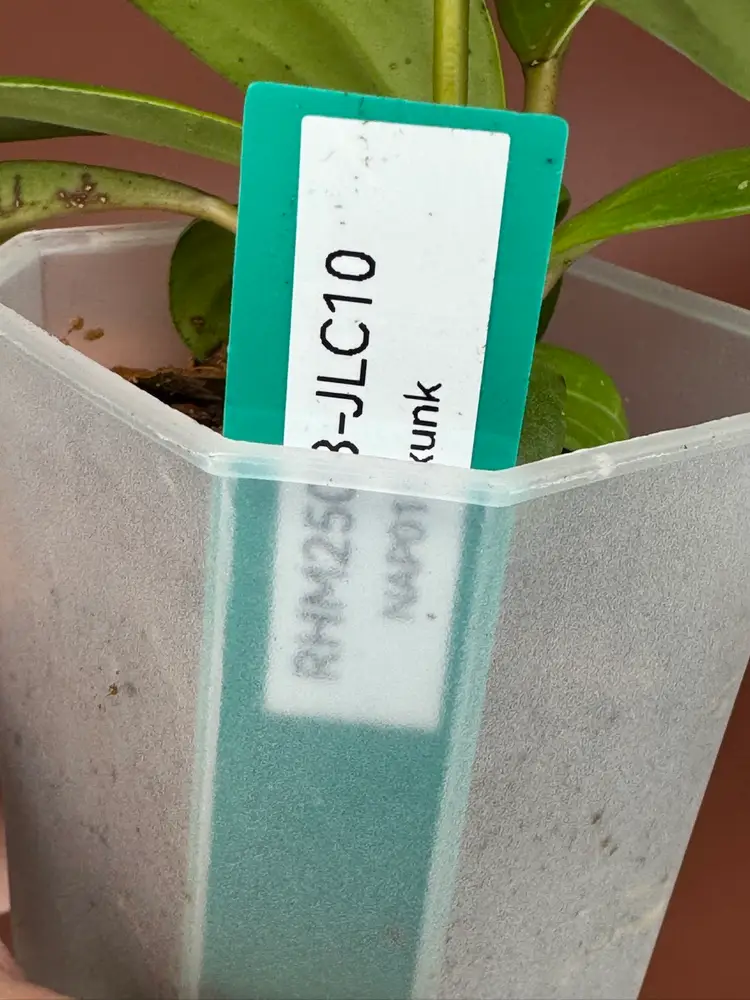 #3674 Hoya RHM2503-JLC10
Nap017 x unk