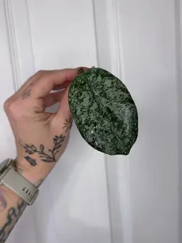 Hoya SMS ‘Leland Joseph