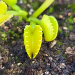 Dionaea muscipula Green Wizard x Harlequin #3