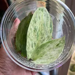 Scindapsus Silver Cloud (NOID)