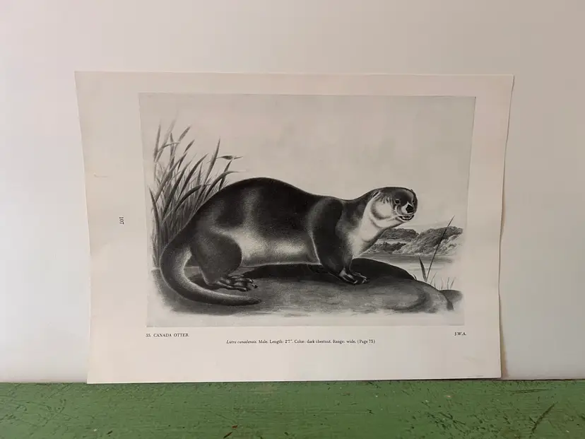 CANADA OTTER Vintage Audubon North America Print. 1951 12 x 8.5"