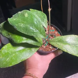 Hoya “Chicken Farm”