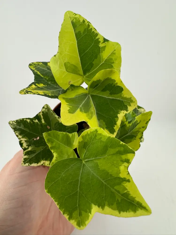 1126 | 2” English Ivy Gold Child