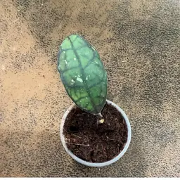 B28 AH 0734 black leaf