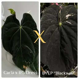 (Carla x RG Dress) x BVEP “Blackwell”