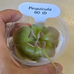 Pinguicula NO ID