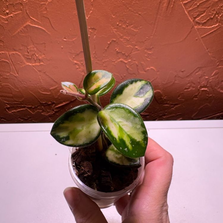 Hoya ‘Mathilde’ (variegated)