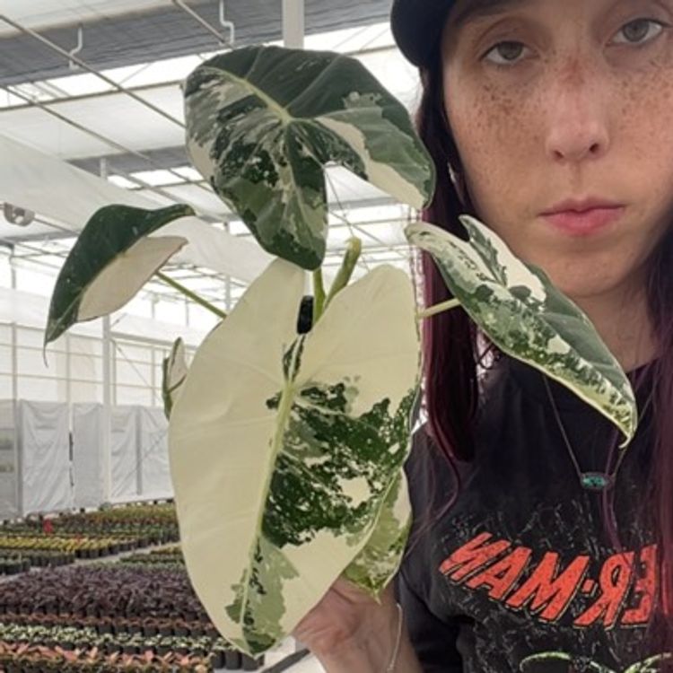 Alocasia