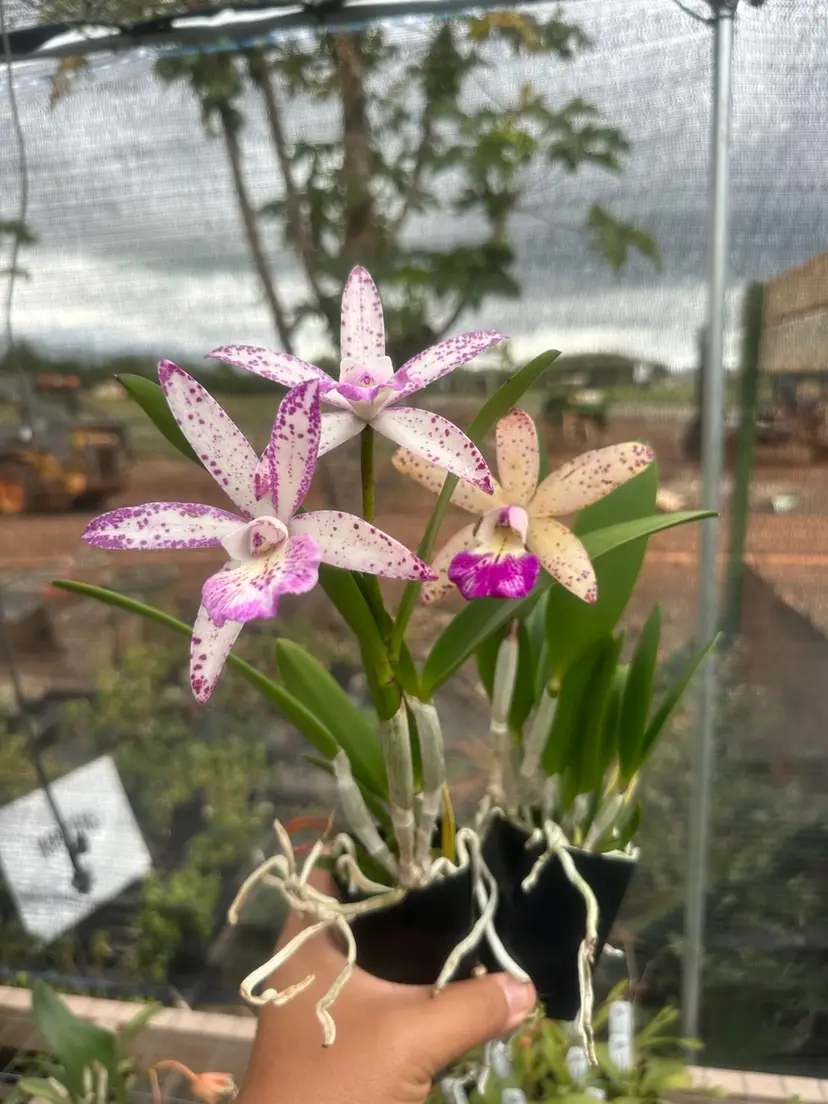 Bc. Walter August 'Pink Freckles' × RIc. Bengal Baby 'Golden Leopard'