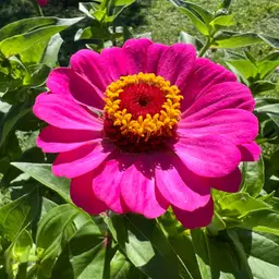 rosemarie