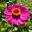 rosemarie