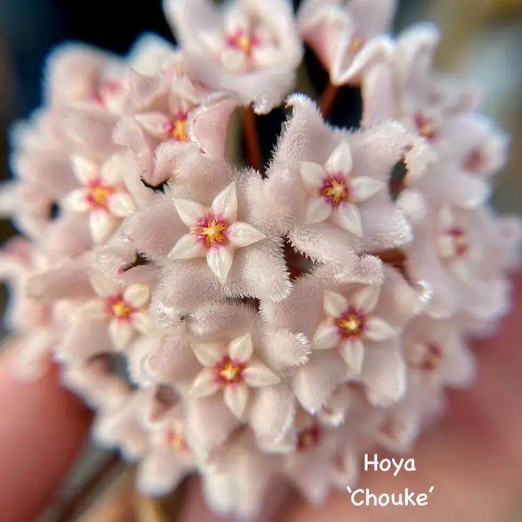 324 Hoya ‘Chouke’