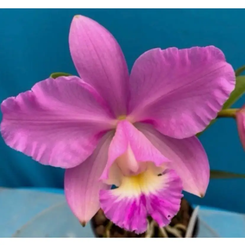 Cattleya intermedia ‘Peach State’ x C. x dolosa ‘986’