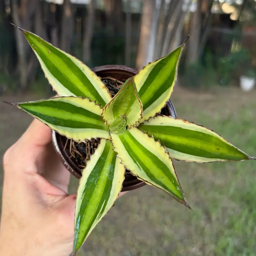 Agave Lophantha Quadricolor