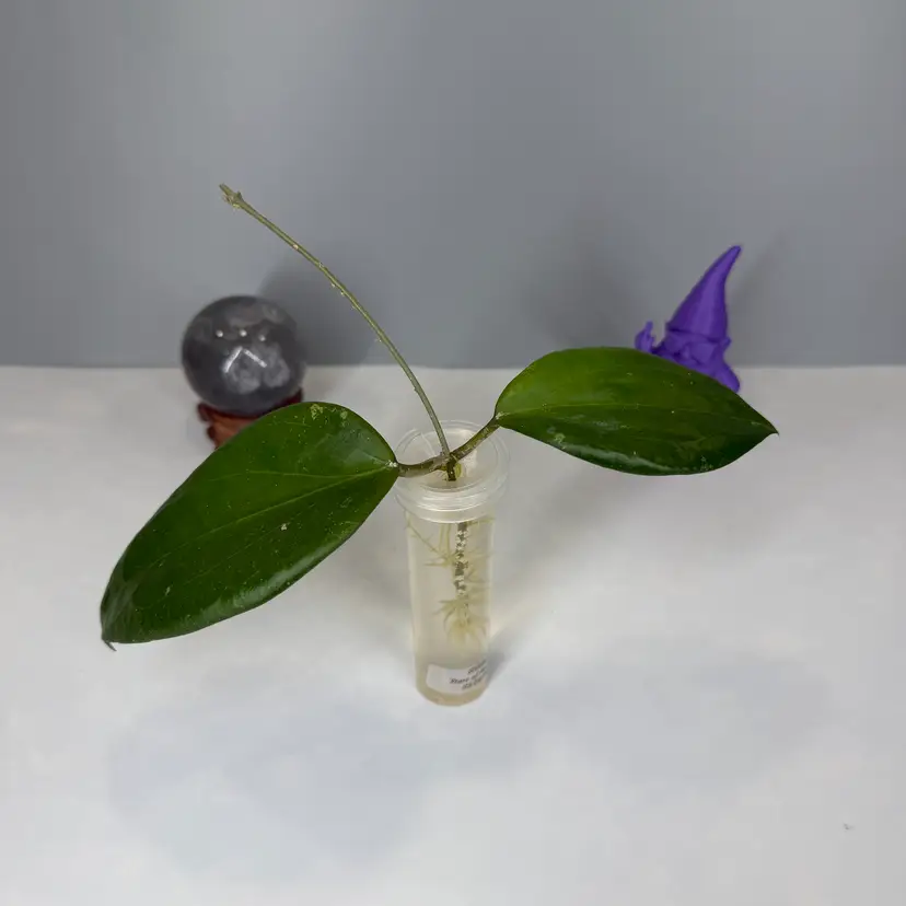 T36 GHX02a ‘Stars of Poonam’ (Deleonorium x Pentaphlebia) Rooted Cutting