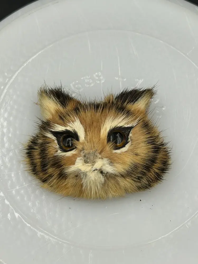 Vintage Furry Cat Face, Brooch, Pin, Orange, White, Black Tabby, Kitty Tiger Striped