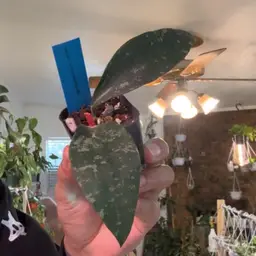 Hoya phoeuansis splash