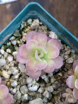 P. '''Bonbon''' select "Bronze"