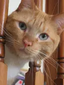 crazycatmadame