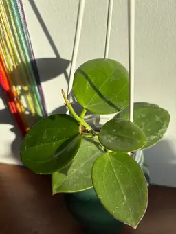 Hoya MB 1414 (dark form) [B]