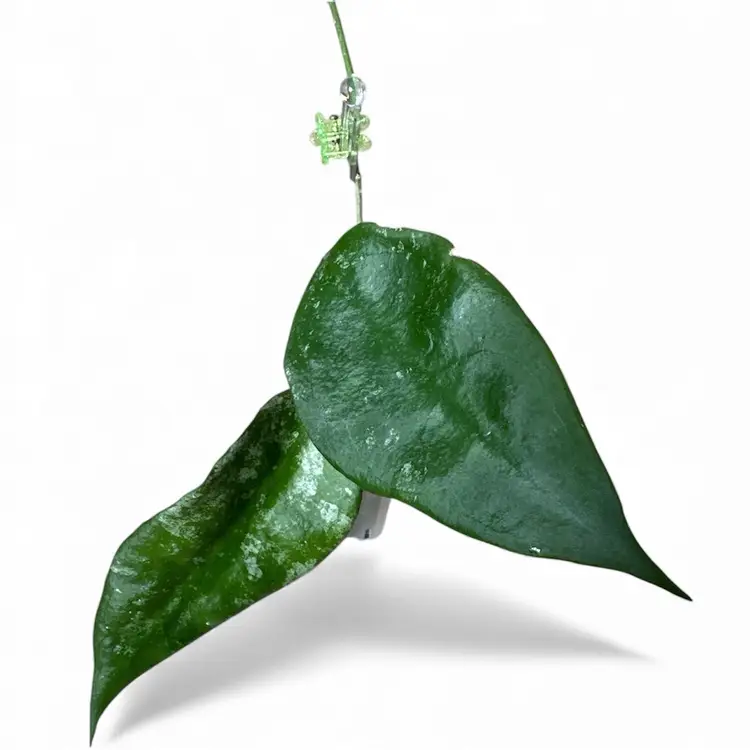 sungguensis (Indonesia)